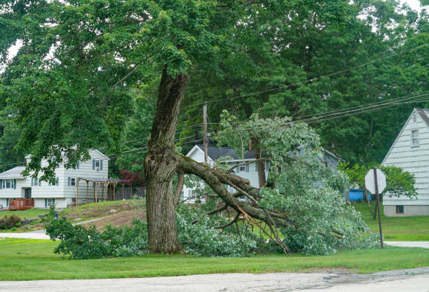 Professional  Tree Services in Ocean Pines, MD